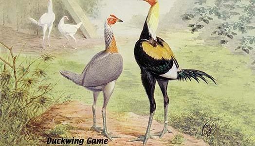 Duckwing Game (Chickens)