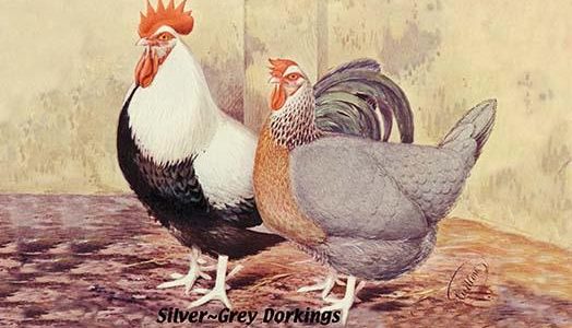 Silver-Grey Dorkings