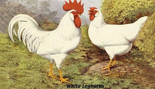White Leghorns