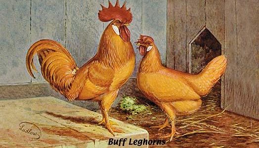 Buff Leghorns
