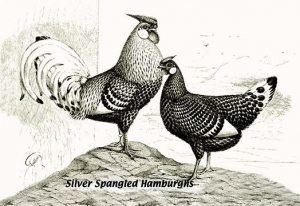 Silver Spangled Hamburghs