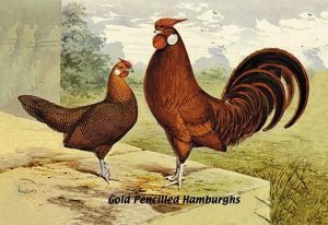 Gold Pencilled Hamburghs