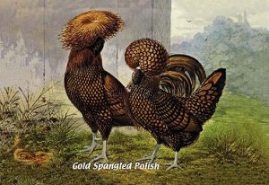 Gold Spangled Polish (Chickens)