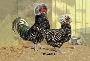 Houdans (Chickens)