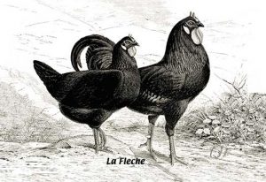 Fleche (Chickens)