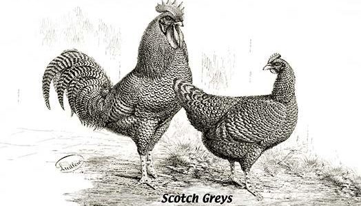 Scotch Greys