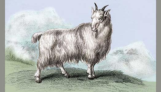 The Wool-Bearing Antelope