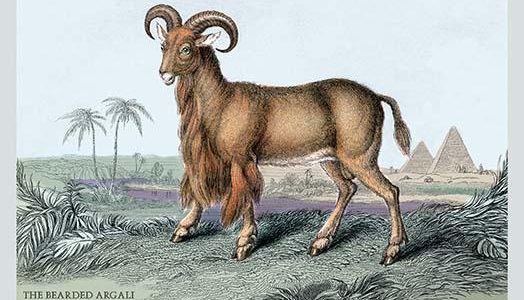 The Bearded Argali