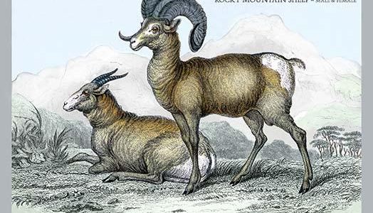 Rocky Mountain Sheep - Male & Female