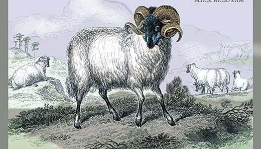 Black Faced Ram