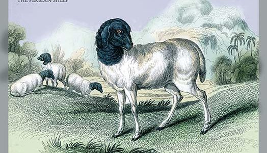 The Persian Sheep