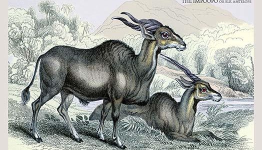 The Impoopo or Elk Antelope