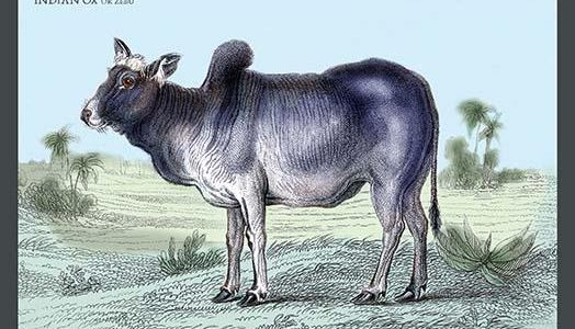 " Indian Ox, or Zebu"