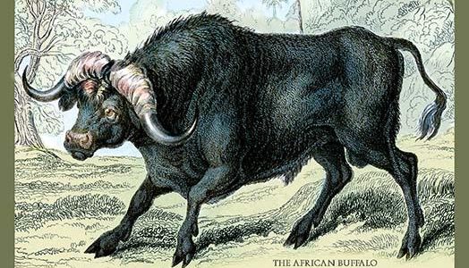The African Buffalo