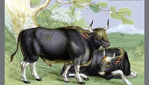 "The Gayal, or Silver Cattle"