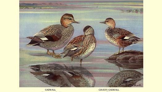 Gadwall and Coues's Gadwall Ducks