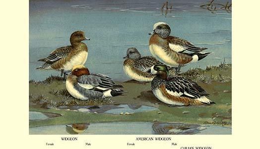 Widgeon Ducks