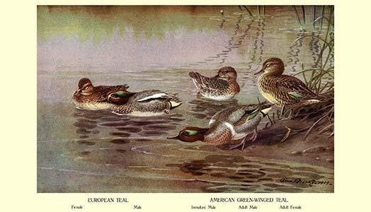 European and American Teal Duck