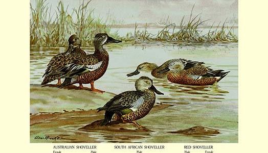 Three Types of Shoveller Ducks
