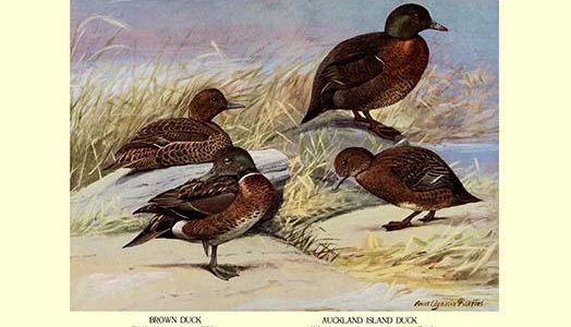 Brown and Auckland Ducks
