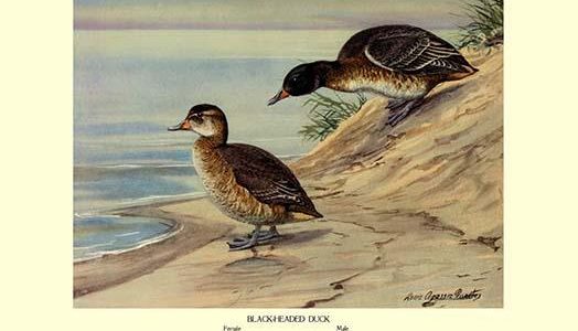 Black-Headed Duck