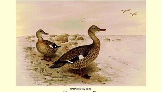 Madagascan Teal