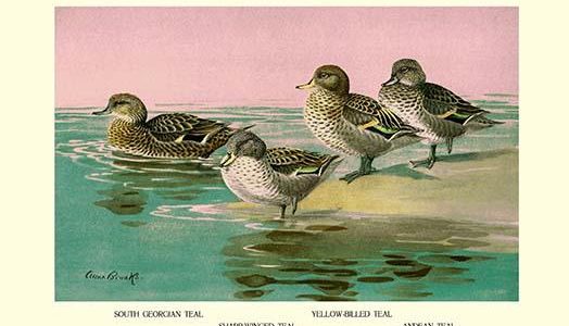 Four Types of Teal Ducks