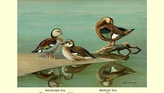 Ring-Necked and Brazilian Teals