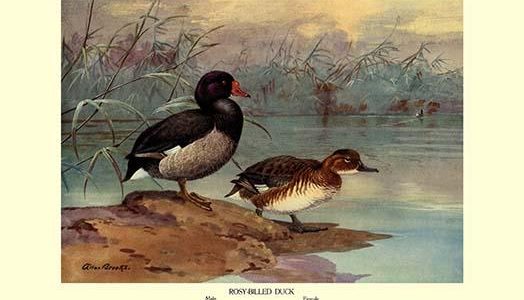 Rosy-Billed Duck