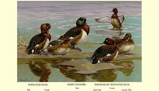 White-Eyed Ducks