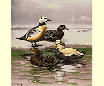 Stellars and Spectacled Eiders