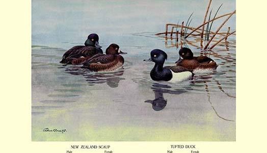New Zealand Scaup and Tufted Ducks