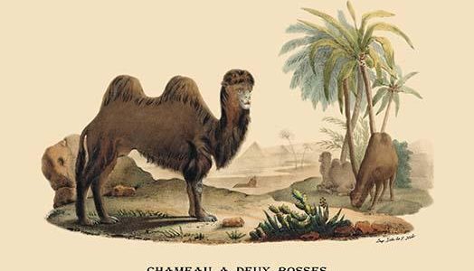 Chameau a Deux Bosses (Camel)