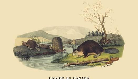Castor du Canada (Beaver)