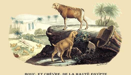 " Bouc, et Chevre, de la Haute Egypte (Egyptian Goats)"
