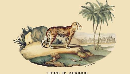 Tigre d'Afrique (Tiger)