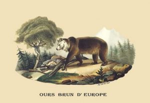 Ours Brun d'Europe (European Brown Bear)