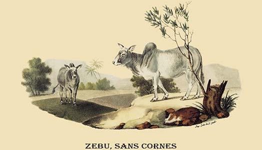" Zebu, sans Cornes"