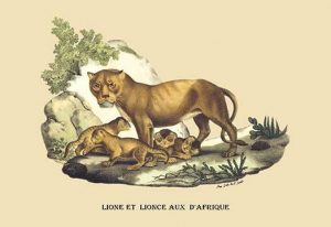 Lion et Lionne d'Afrique