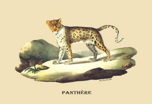 Panthere (Panther)