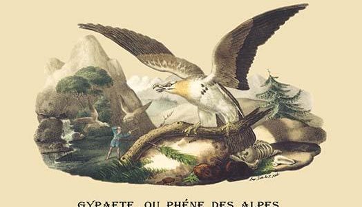 " Gypaete, ou Phene des Alpes"