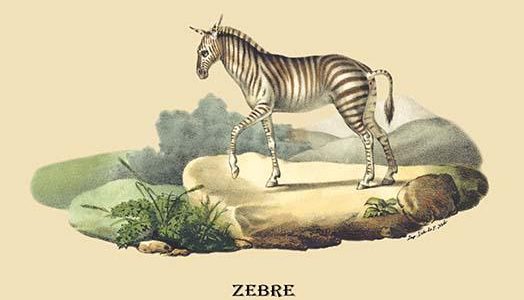 Zebre (Zebra)