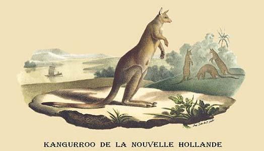 Kangouroo de la Nouvelle Hollande