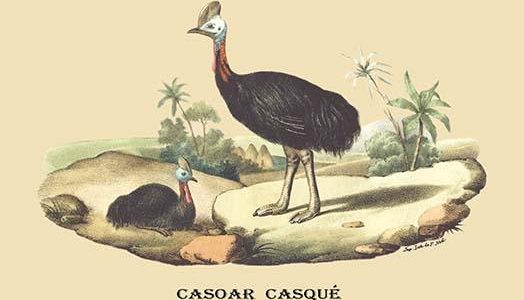 Casoar Casque (Cassowary)