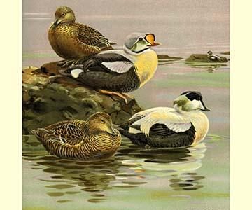 Eider and King Eider Ducks