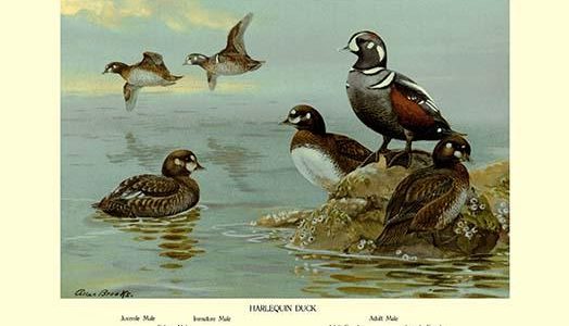 Harlequin Duck