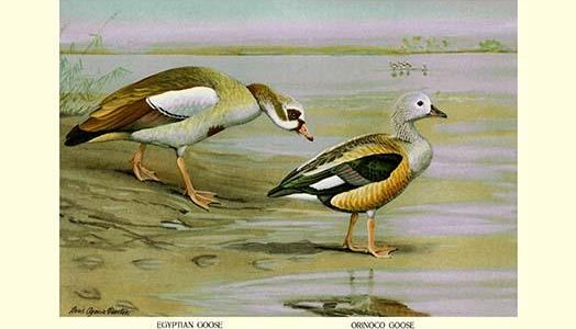 Egyptian and Orinoco Goose