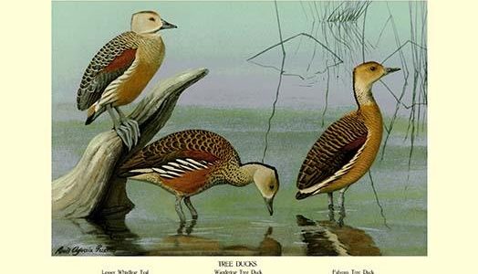 " Lesser Whistling Teal, Wandering Tree Duck, and Fulvous Tree Duck"