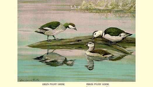 Green and Indian Pygmy Goose