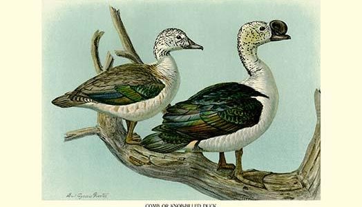 Comb or Knob-Billed Ducks